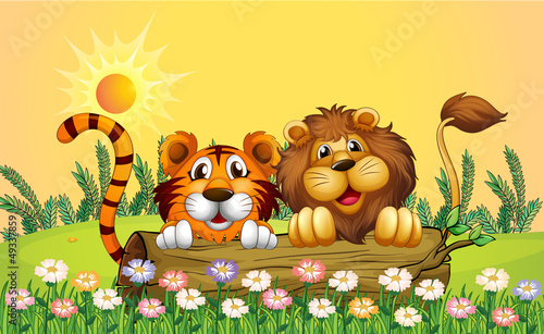 A lion and a tiger