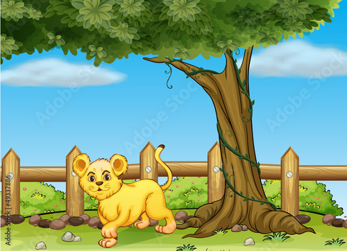 A young tiger under a big tree
