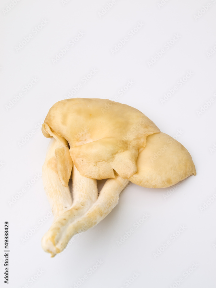 Sarjor-caju Mushroom , Pleurotus sajor-caju(Fr.) Sing , isolate Sarjor-caju Mushroom , Pleurotus sajor-caju(Fr.) Sing , isolate