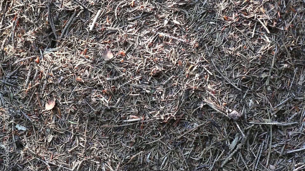 Many ants in the forest