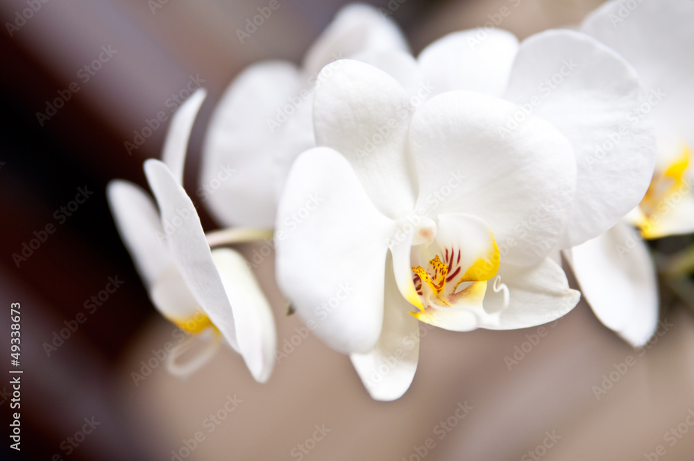 Fototapeta premium Orchidea
