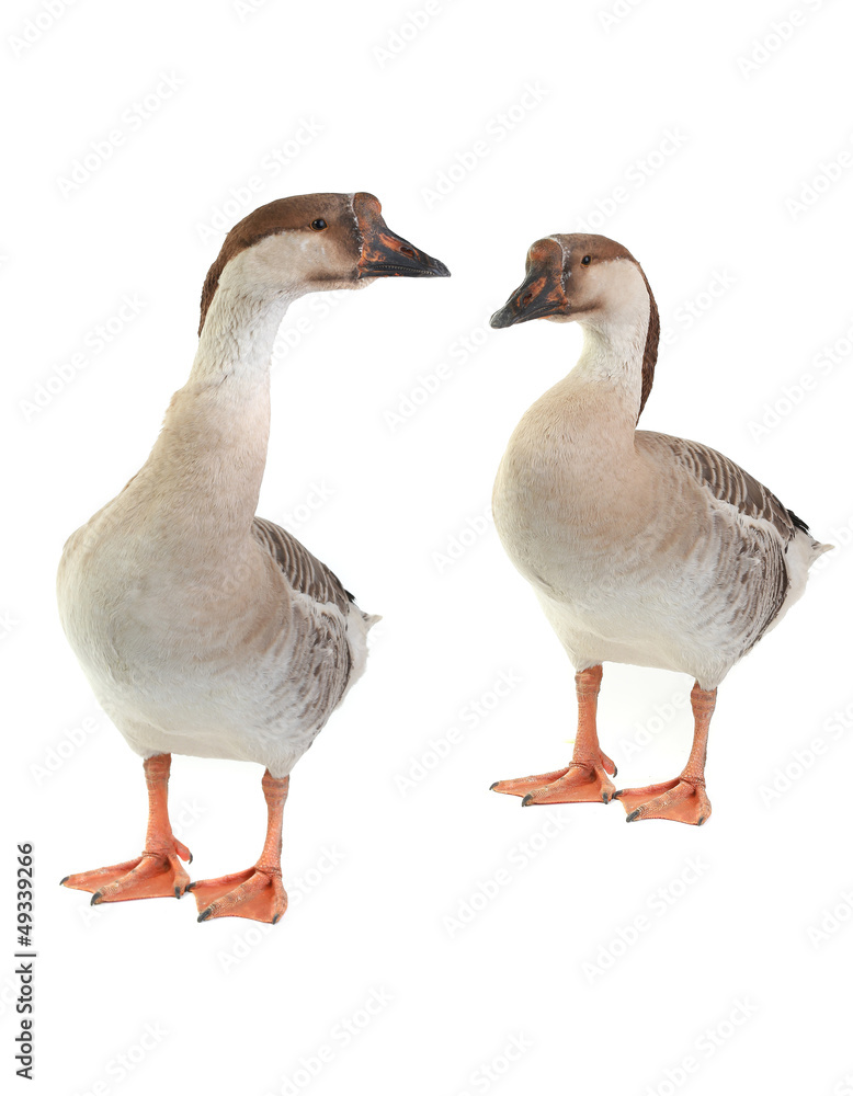 two goose two goose