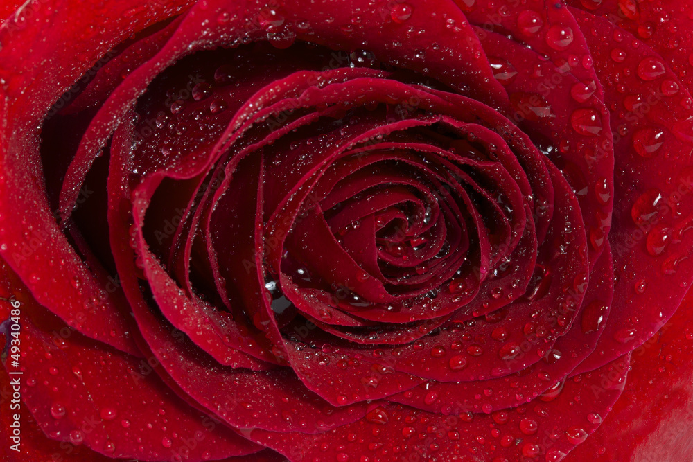red Rose red Rose