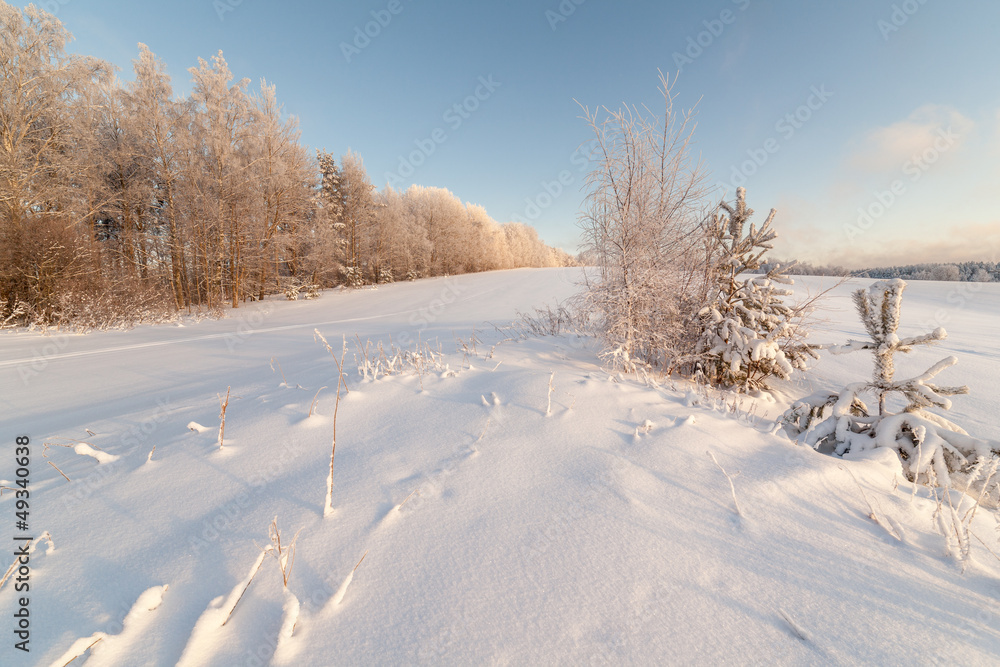 Obraz premium Trees on the brink of a winter snow-covered field