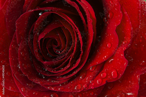 Fototapeta Naklejka Na Ścianę i Meble -  red Rose