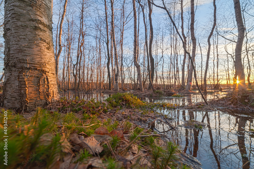Obraz premium Spring high water in wood at lake. A landscape