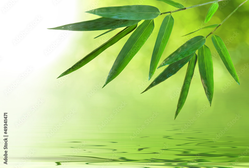 Obraz premium bamboo leaf