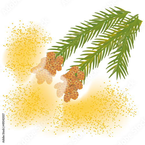 杉花粉