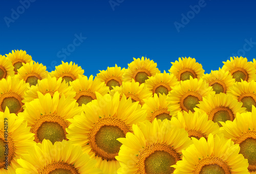 Fototapeta Naklejka Na Ścianę i Meble -  Field of sunflowers and blue sky