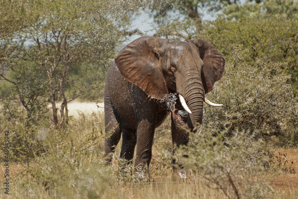 Fototapeta premium Elephant in Kruger National Park
