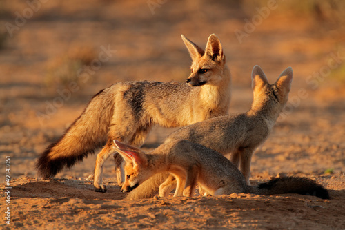 Cape fox family, Kalahari desert