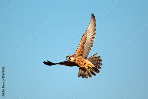 Photo Lanner falcon in flight