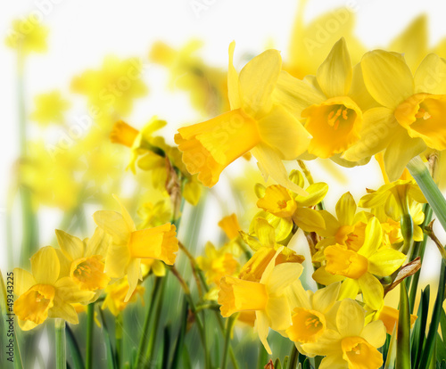 Fototapeta Naklejka Na Ścianę i Meble -  Duft- und Blütenrausch: Leuchten-gelbe Narzissen