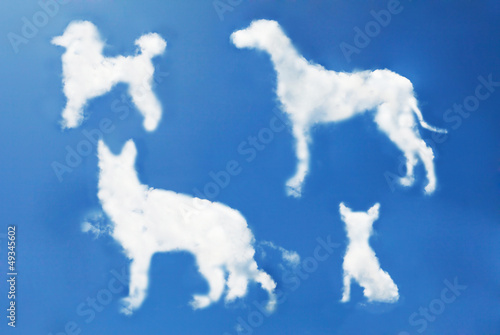 Fototapeta Naklejka Na Ścianę i Meble -  dog clouds shape