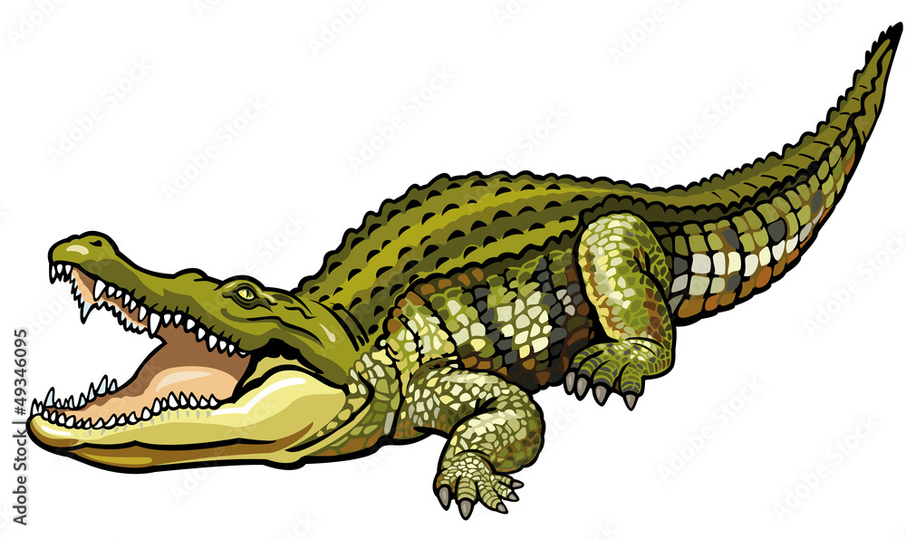 Naklejka premium krokodyl nilowy