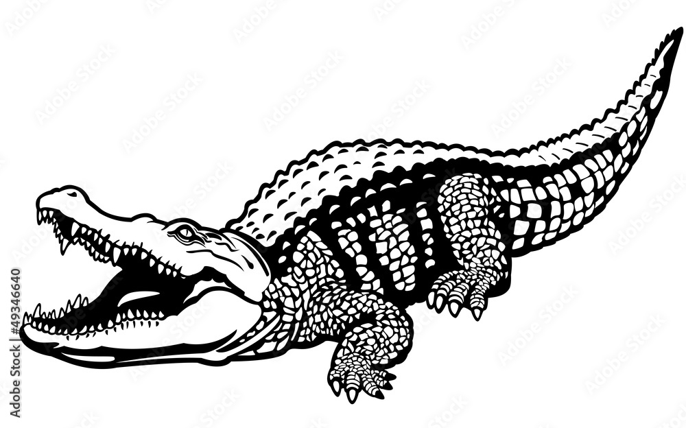 Fototapeta premium nile crocodile black white