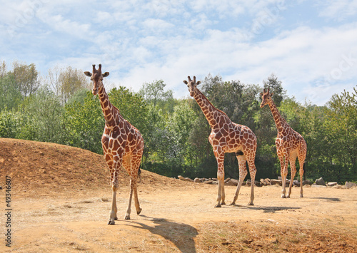 Family of giraffes