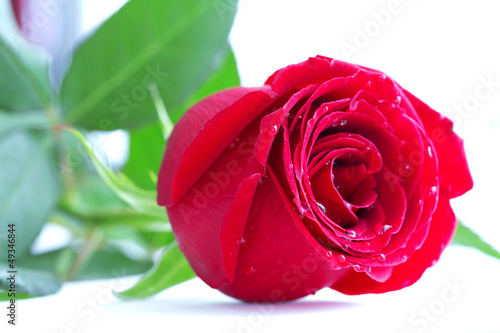 Fototapeta Naklejka Na Ścianę i Meble -  Red Rose on a white background