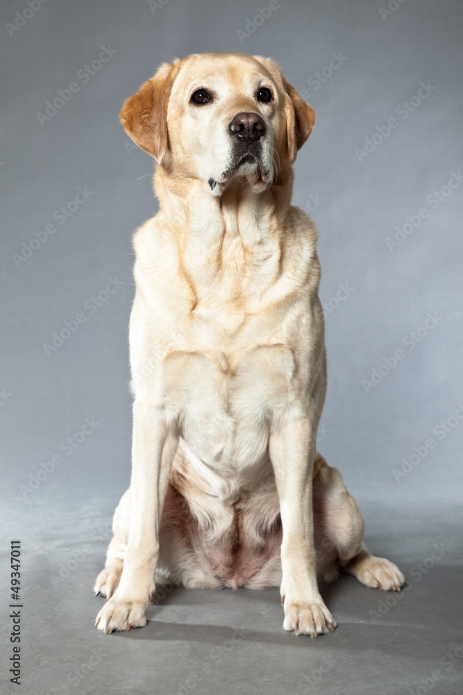 Blonde labrador retriever dog. studio shot. Blonde labrador retriever dog. studio shot.