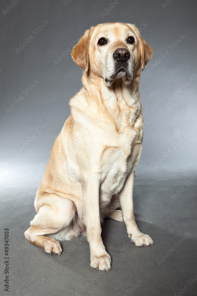 Blonde labrador retriever dog. studio shot. Blonde labrador retriever dog. studio shot.