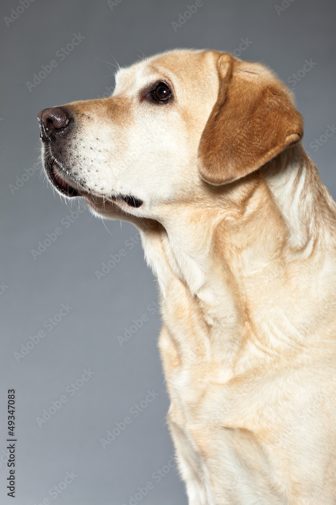 Blonde labrador retriever dog. studio shot. Blonde labrador retriever dog. studio shot.