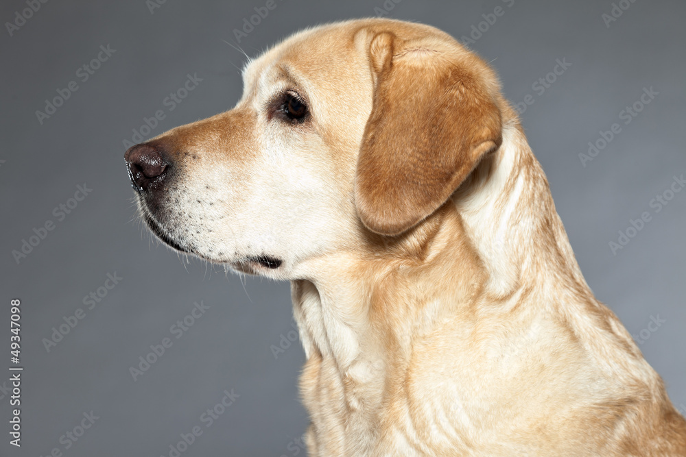 Blonde labrador retriever dog. studio shot. Blonde labrador retriever dog. studio shot.