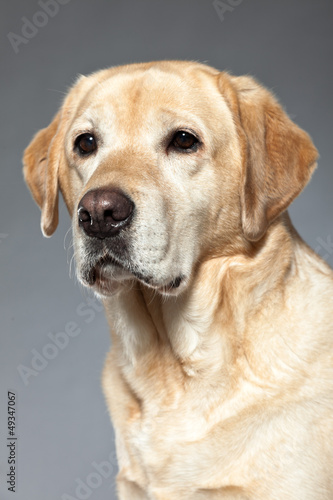 Blonde labrador retriever dog. studio shot.