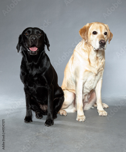 Fototapeta Naklejka Na Ścianę i Meble -  Blonde and black labrador retriever dog together. Studio shot.