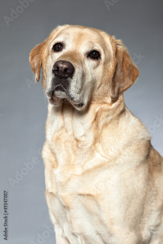 Blonde labrador retriever dog. studio shot. © ysbrandcosijn