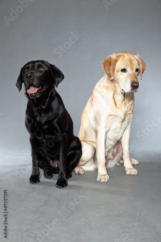 Blonde and black labrador retriever dog together. Studio shot.