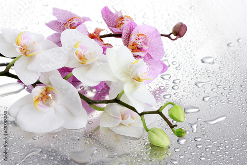 Fototapeta Naklejka Na Ścianę i Meble -  pink and white beautiful orchids with drops