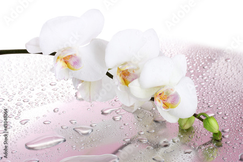 Fototapeta Naklejka Na Ścianę i Meble -  white beautiful orchid with drops on pink background