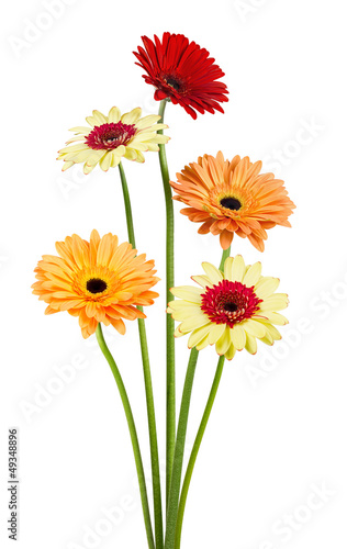 Fototapeta Naklejka Na Ścianę i Meble -  Bouqet of gerber flowers on white background