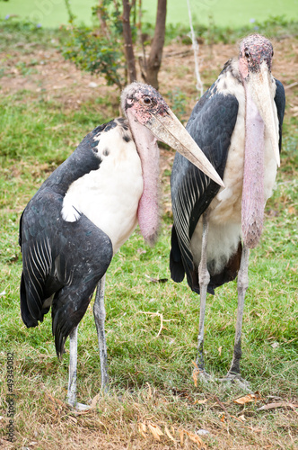 Marabou Storks photo