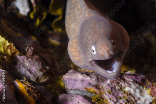 Moray eel on the reef in Similan Islands, Thailand