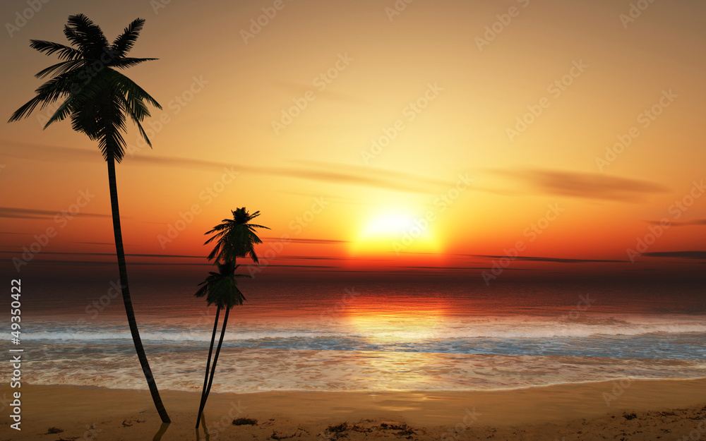 Sunset Palm trees