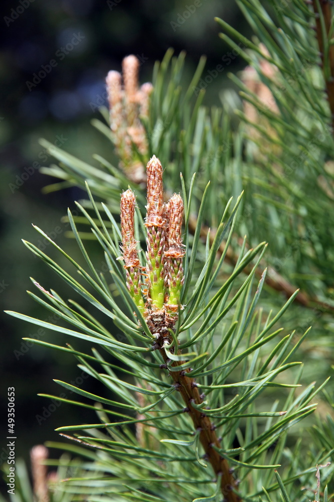 Young pine cone,Gudar mountains, Teruel province,Aragon,Spain Young pine cone,Gudar mountains, Teruel province,Aragon,Spain
