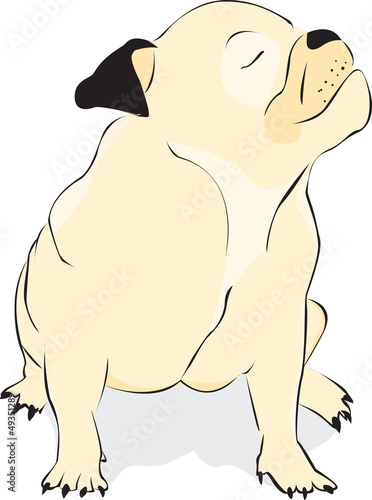 Bulldog