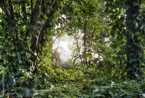 Green tropical rain forest with light shine through