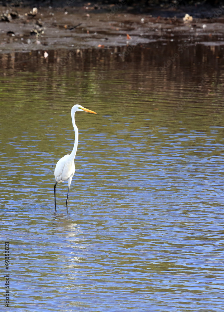 Fototapeta premium Great white heron standing in the lagoon