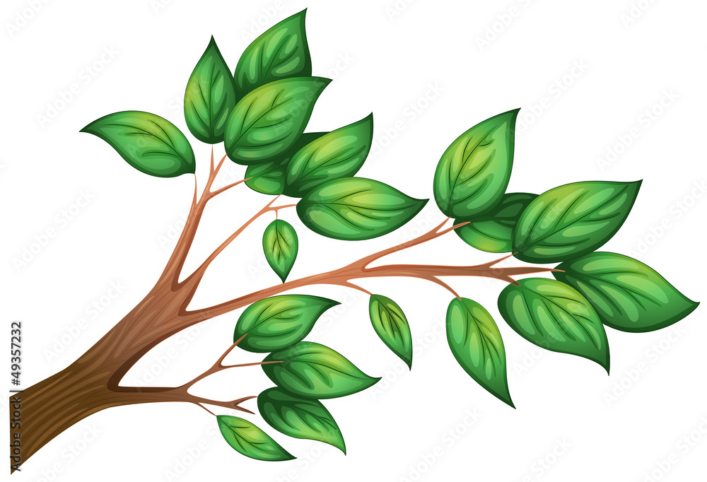Fototapeta premium A branch of a tree with leaves