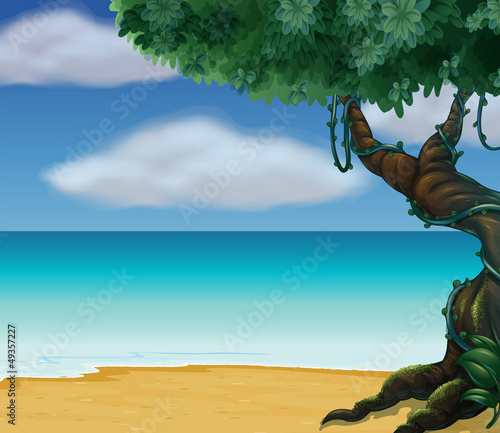 A big tree at the beach