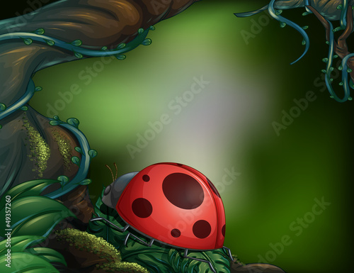 A ladybug