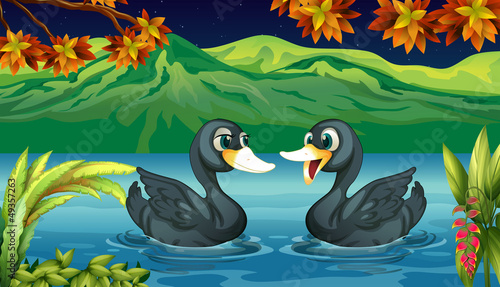 Two ducks in the river
