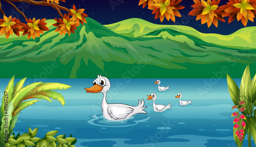 The mother duck and her ducklings in the river