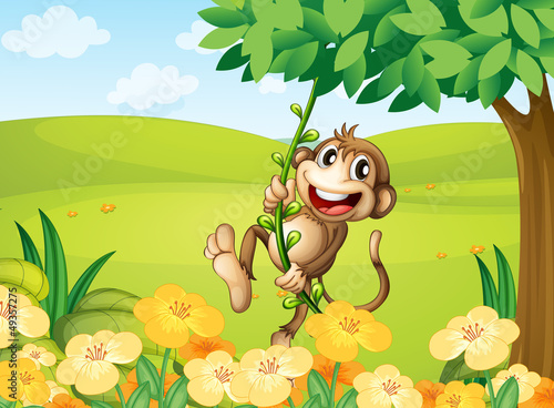 Fototapeta Naklejka Na Ścianę i Meble -  A monkey playing with the vine plant