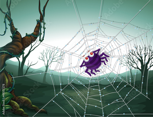 A spiderweb in the woods