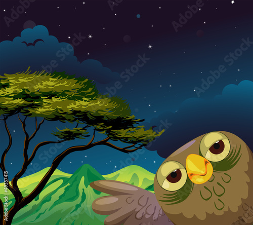 An owl in the forest