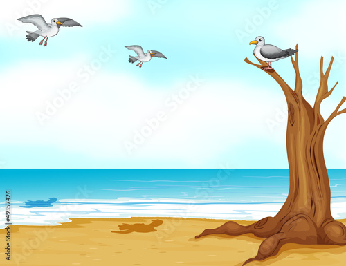 Birds at the beach