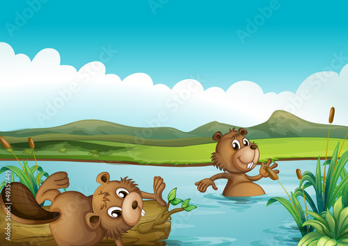 Beavers playing in the river